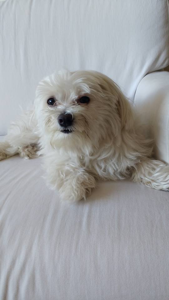dog-profile